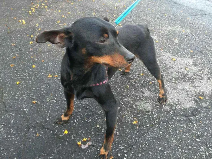 Cachorro raça Mestiço  ( pinscher) idade 1 ano nome Sushi 