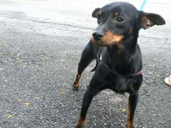 Cachorro raça Mestiço  ( pinscher) idade 1 ano nome Sushi 
