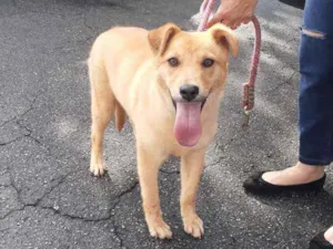 Cachorro raça  idade 7 a 11 meses nome Pitucha 