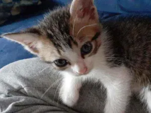 Gato raça vira-lata idade Abaixo de 2 meses nome anakin 