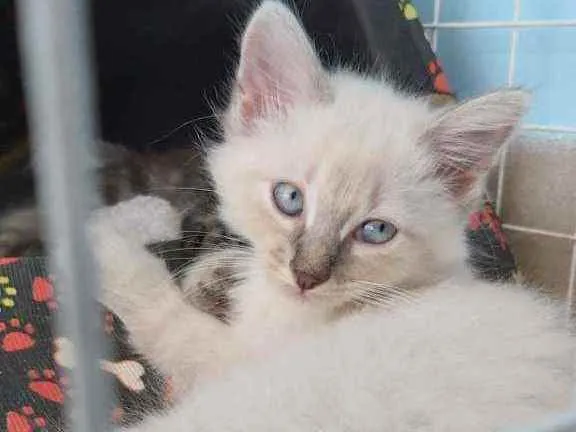 Gato ra a Srd idade 2 a 6 meses nome Aladim