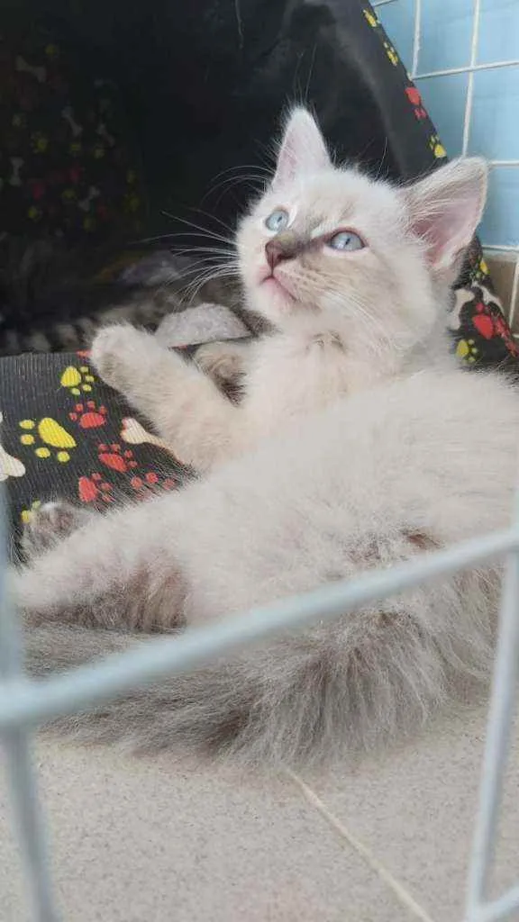 Gato ra a Srd idade 2 a 6 meses nome Aladim