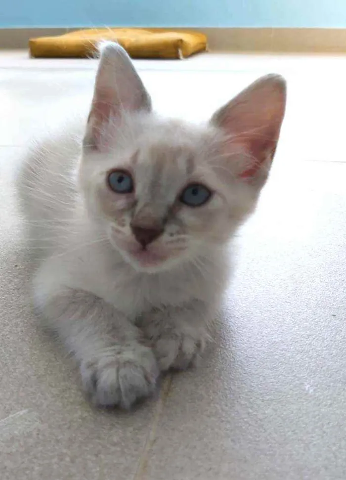 Gato ra a Srd idade 2 a 6 meses nome Jasmine