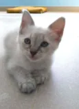Jasmine