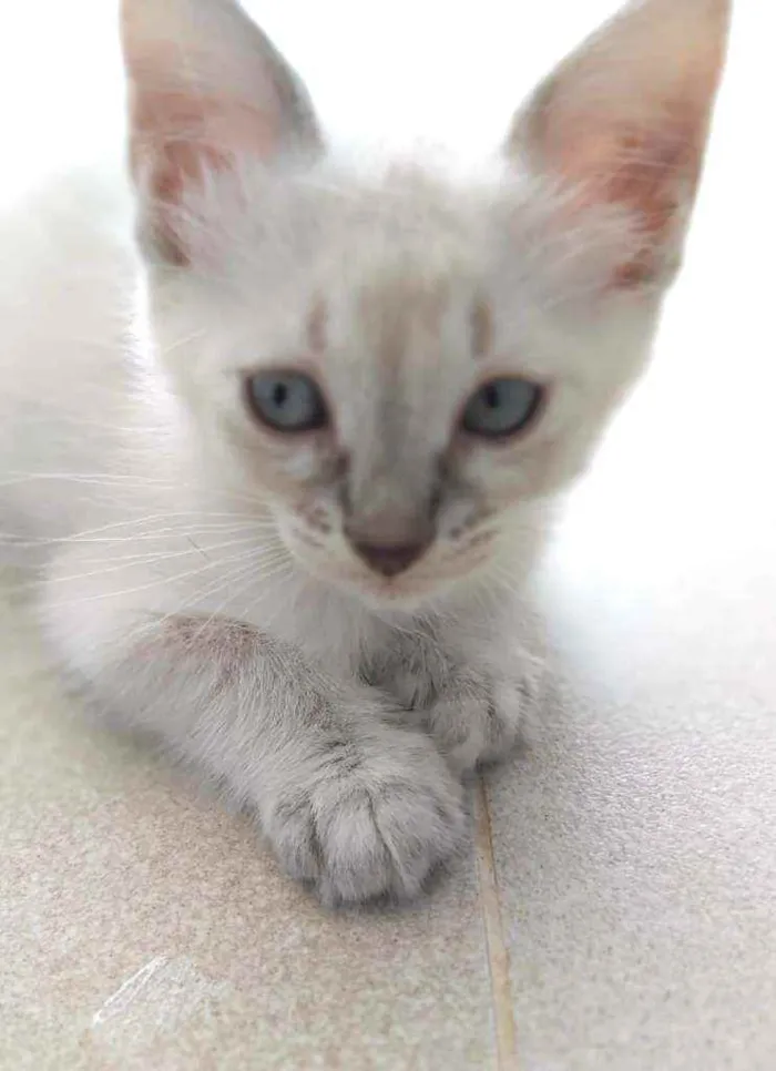 Gato ra a Srd idade 2 a 6 meses nome Jasmine