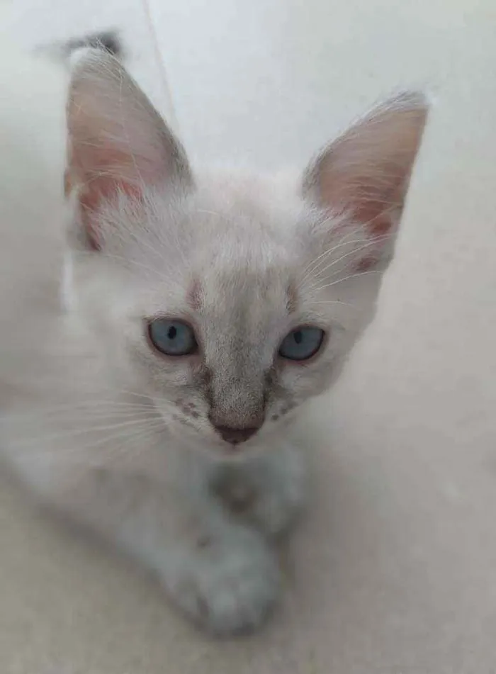 Gato ra a Srd idade 2 a 6 meses nome Jasmine