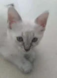 Jasmine