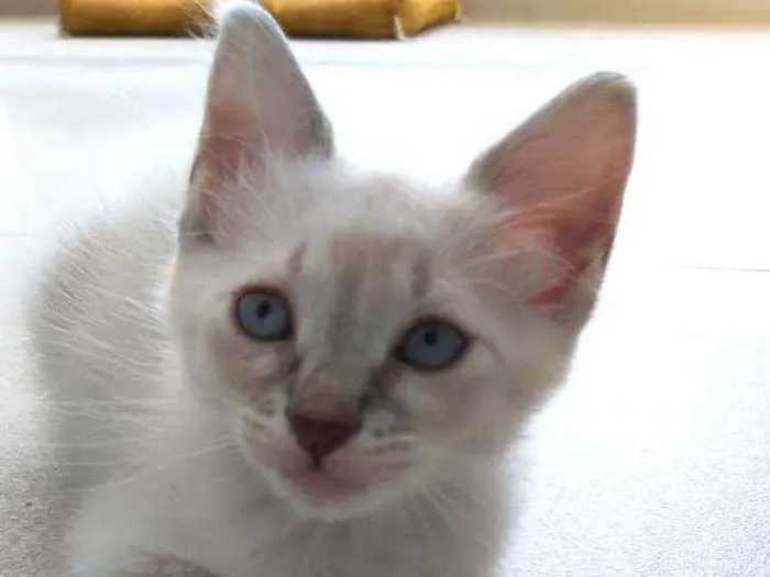 Gato ra a Srd idade 2 a 6 meses nome Jasmine