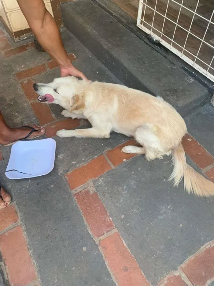 Cachorro ra a SRD-ViraLata idade 1 ano nome LUNA