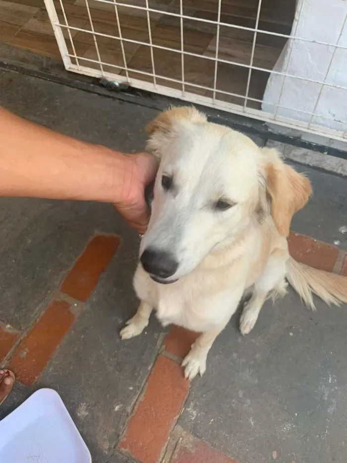 Cachorro ra a SRD-ViraLata idade 1 ano nome LUNA