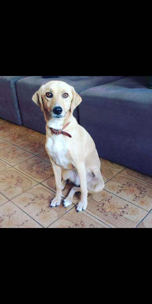 Cachorro ra a Vira lata idade 3 anos nome Mel