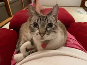 Gato raça  idade 5 anos nome Lotus