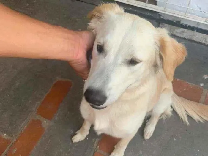 Cachorro ra a SRD-ViraLata idade 1 ano nome LUNA