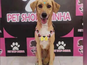 Cachorro raça Vira lata idade 3 anos nome Mel