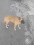 Caramelo
