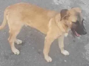 Cachorro raça SRD idade 2 a 6 meses nome Caramelo