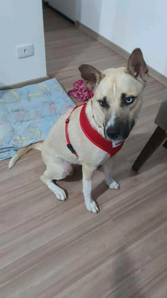 Cachorro raça Traços de husky siberiano idade 2 anos nome Bella