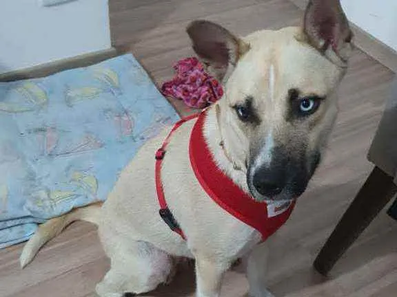 Cachorro raça Traços de husky siberiano idade 2 anos nome Bella