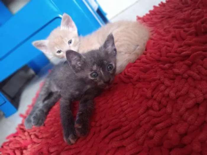 Gato ra a SRD-ViraLata idade 2 a 6 meses nome Fumaça e Faisca 