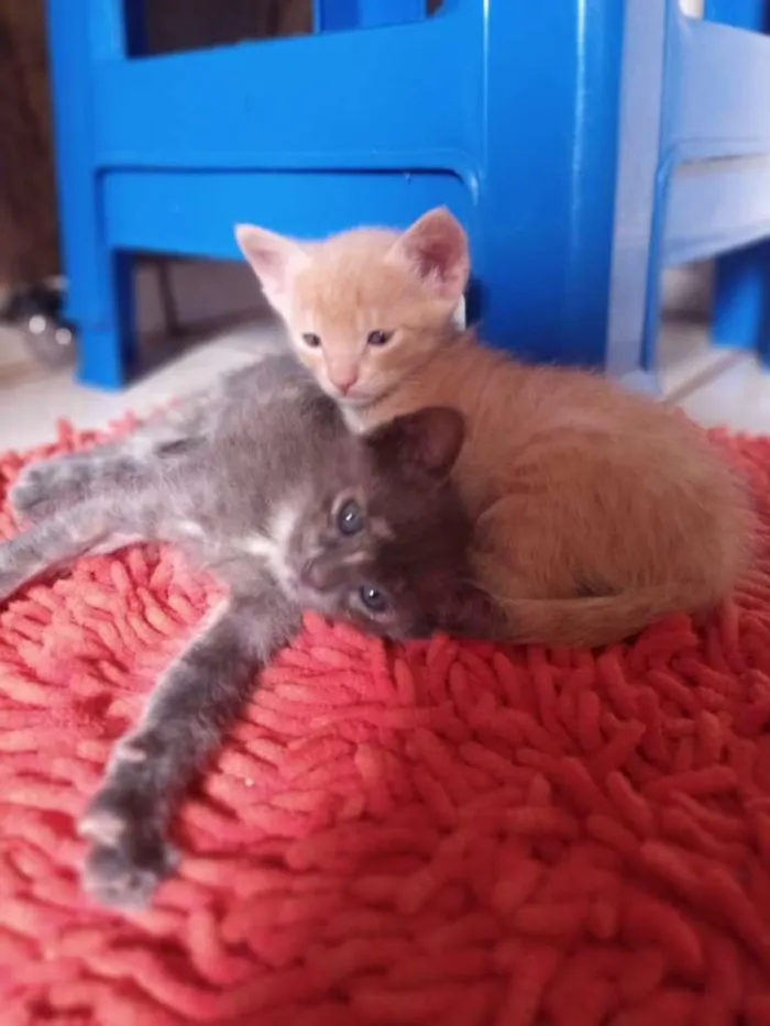 Gato ra a SRD-ViraLata idade 2 a 6 meses nome Fumaça e Faisca 