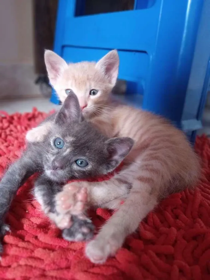 Gato ra a SRD-ViraLata idade 2 a 6 meses nome Fumaça e Faisca 