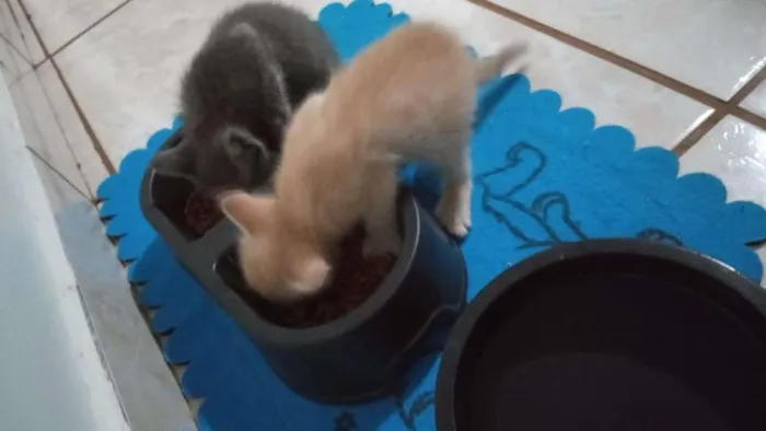 Gato ra a SRD-ViraLata idade 2 a 6 meses nome Fumaça e Faisca 