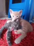 Fumaça e Faisca 
