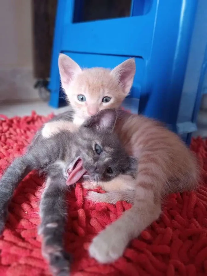 Gato ra a SRD-ViraLata idade 2 a 6 meses nome Fumaça e Faisca 