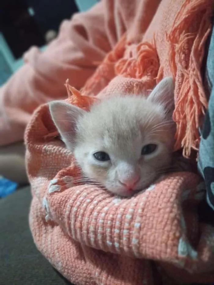 Gato ra a SRD-ViraLata idade 2 a 6 meses nome Fumaça e Faisca 
