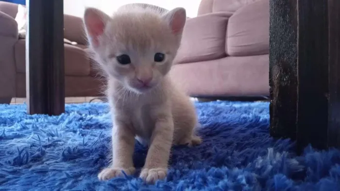 Gato ra a SRD-ViraLata idade 2 a 6 meses nome Fumaça e Faisca 