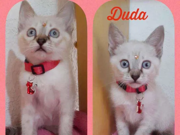 Gato raça SRD  idade Abaixo de 2 meses nome Duda