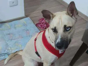 Cachorro raça Traços de husky siberiano idade 2 anos nome Bella