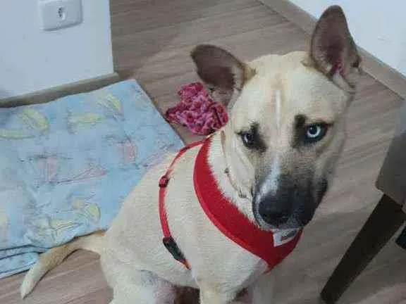 Cachorro raça Traços de husky siberiano idade 2 anos nome Bella