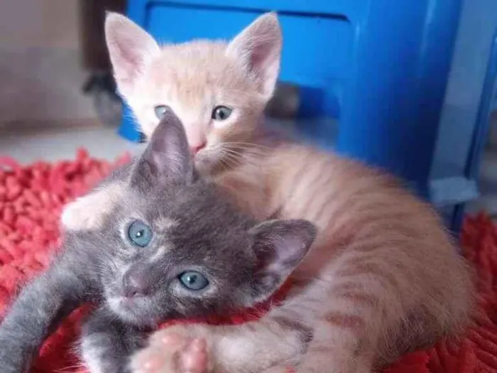 Gato ra a SRD-ViraLata idade 2 a 6 meses nome Fumaça e Faisca 