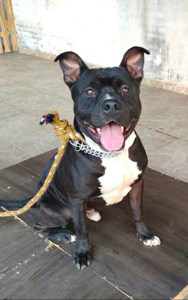 Cachorro raça Pit Bull  idade 2 anos nome Thor 