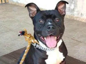 Cachorro raça Pit Bull  idade 2 anos nome Thor 