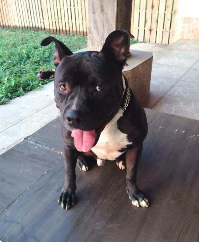 Cachorro raça Pit Bull  idade 2 anos nome Thor 