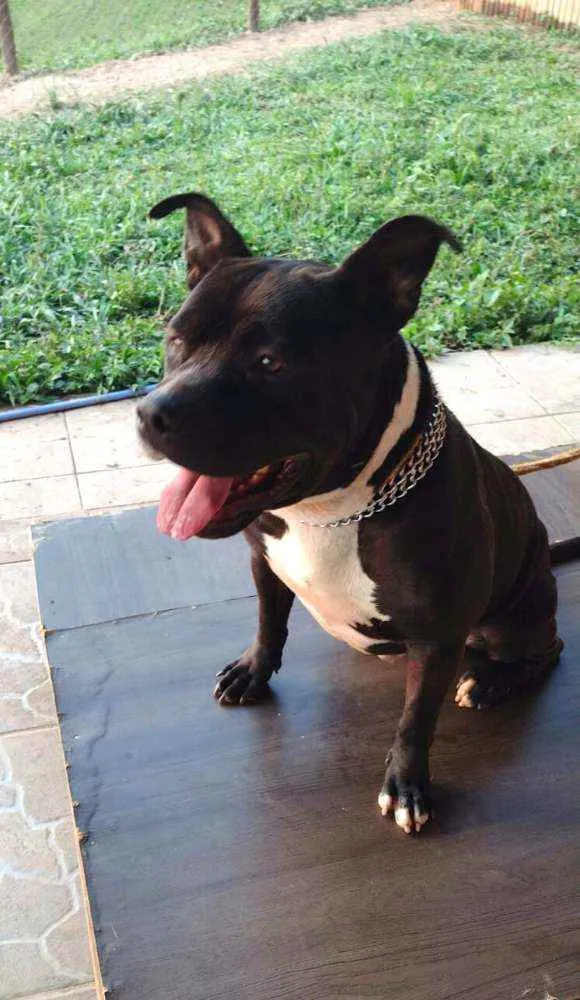 Cachorro raça Pit Bull  idade 2 anos nome Thor 