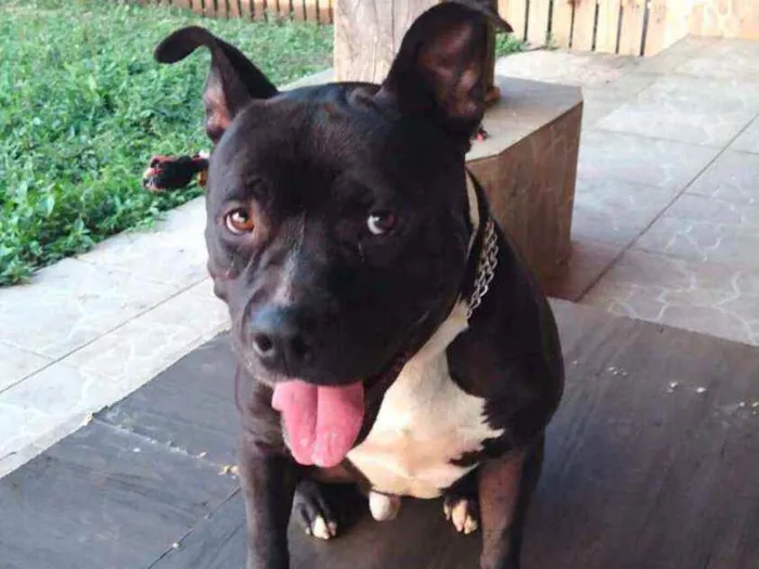 Cachorro raça Pit Bull  idade 2 anos nome Thor 