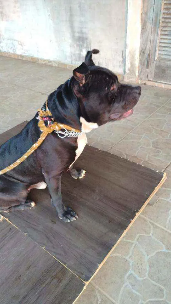 Cachorro raça Pit Bull  idade 2 anos nome Thor 