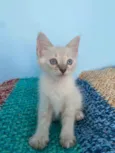 Jasmine