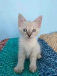 Jasmine