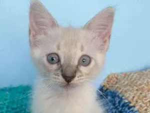 Gato raça Srd idade 2 a 6 meses nome Jasmine