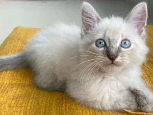 Gato raça Srd idade 2 a 6 meses nome Aladim