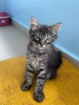 Abu