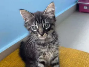 Gato raça Srd idade 2 a 6 meses nome Abu