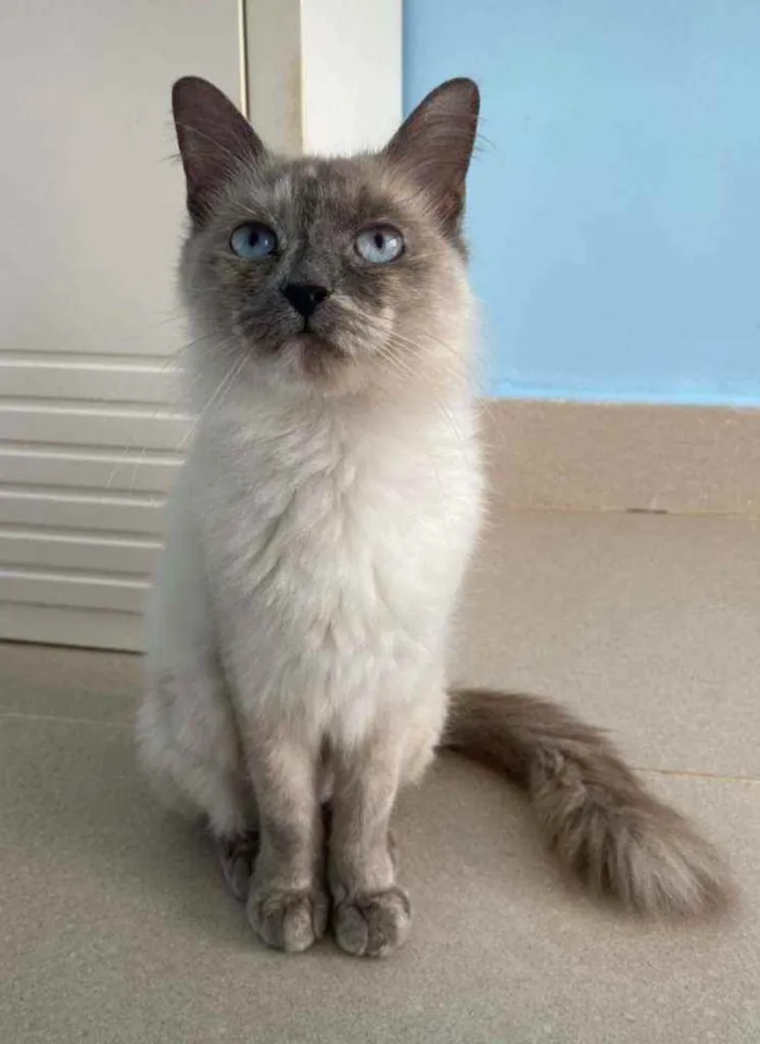 Gato ra a Srd idade 7 a 11 meses nome Aurora