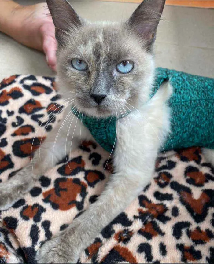 Gato ra a Srd idade 7 a 11 meses nome Aurora