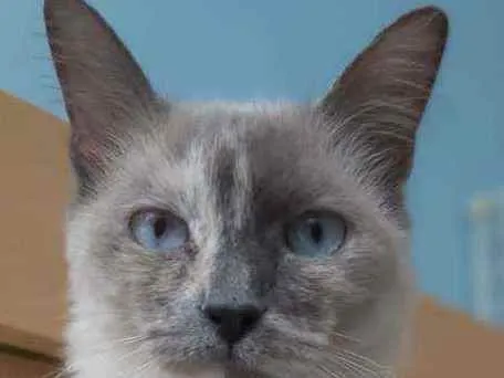 Gato ra a Srd idade 7 a 11 meses nome Aurora