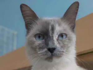 Gato raça Srd idade 7 a 11 meses nome Aurora